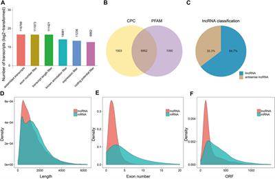 Whole-Transcriptome Analysis Reveals Long Noncoding RNAs Involved in Female Floral Development of Hickory (Carya cathayensis Sarg.)